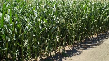 La cosecha de maíz tardío en Santa Fe tuvo una baja de rendimiento