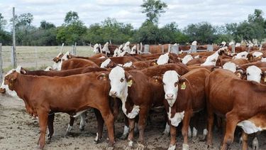 La faena llegó a su mejor desempeño desde 2009