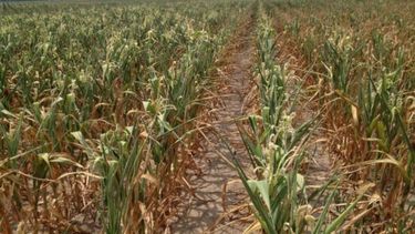 Mejoran las expectativas sobre los cultivos de soja y maíz de Santa Fe