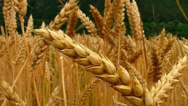 La producción de trigo apenas superaría las 18 millones de toneladas
