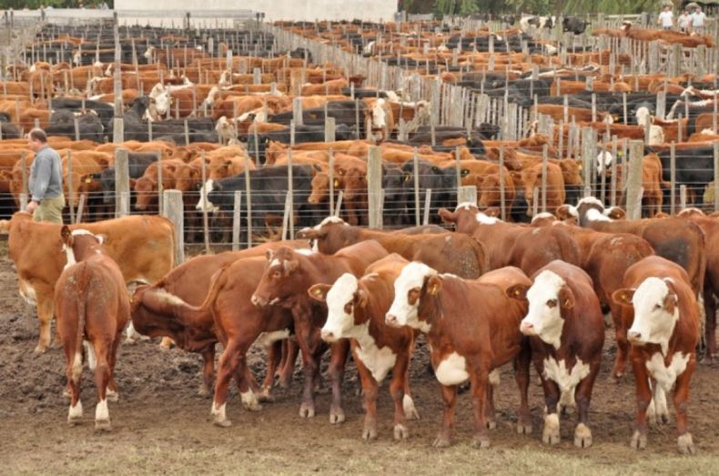 La faena de vacunos recuperó terreno en el segundo cuatrimestre de 2020