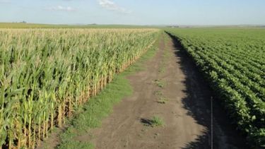 Las cosechas de soja y maíz podrían alcanzar un valor récord en 2021