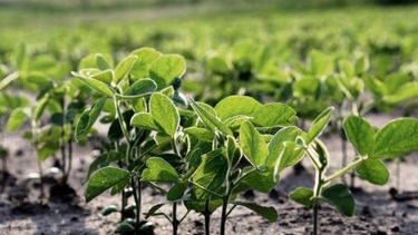 Progreso para el cultivo de soja en áreas de la Bolsa bahiense