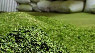 Rigen los nuevos precios para la yerba mate y la tonelada de hoja verde