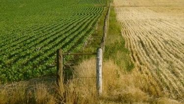 Prorrogarán hasta diciembre régimen impositivo para el agro