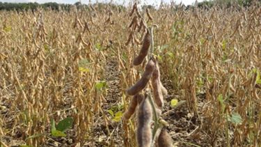 Recortaron la estimación de producción de soja en 2,5 millones de toneladas