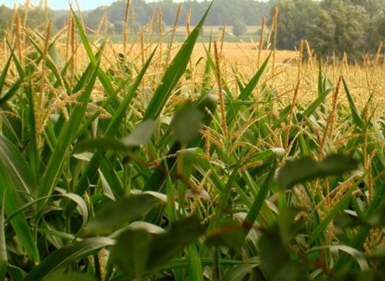El maíz de primera tendría una rentabilidad del 14% por hectárea