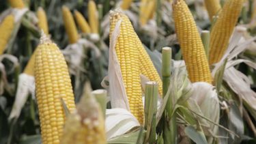 Aumentan a 7,3 millones de toneladas la estimación de producción de maíz