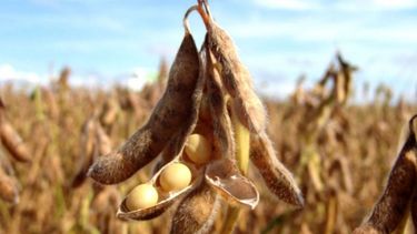 Avanza la creación de un mapa de calidad de la soja bonaerense