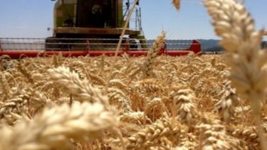 Recomiendan a productores realizar análisis de calidad antes de comercializar el trigo