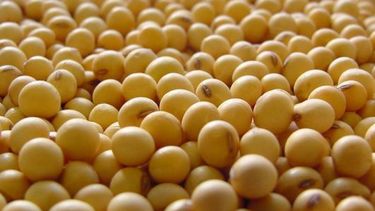 Hablan de precios "más interesantes" para la soja