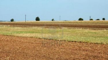 El trigo y el maíz siguen necesitando lluvias en el núcleo agrícola