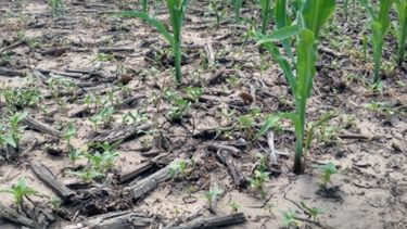 Por la sequía en el agro, proyectan un menor crecimiento de la economía