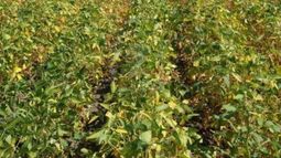 INTA: incertidumbre para los cultivos de verano