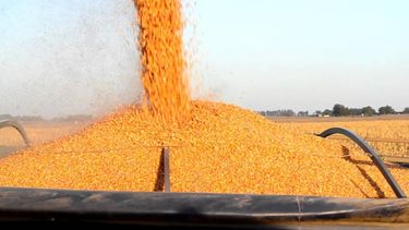 Las exportaciones de maíz llegaron a un récord