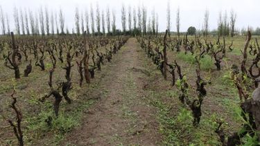 Colocan bajo emergencia agropecuaria a localidades de Mendoza y Río Negro