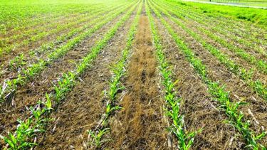 Estiman que el área sembrada con soja disminuirá un 3% la próxima campaña