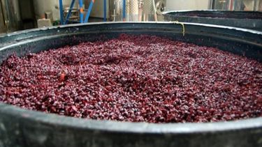 Argentina llegó a ser el mayor vendedor mundial de mosto