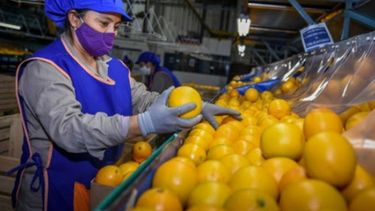 Cítricos: subrayan que el cierre del mercado europeo genera un "enorme perjuicio"