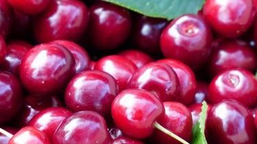 La producción de cerezas puede generar cien mil puestos de trabajo