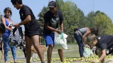 Cien mil kilos de peras para exportación fueron directamente a la basura