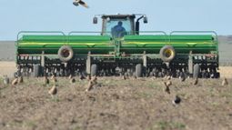 Cerró con éxito la siembra más ambiciosa de trigo