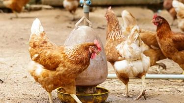 Los productores deberán estar inscriptos en el Registro Nacional Sanitario de Productores Agropecuarios (Renspa) del Senasa.&nbsp;