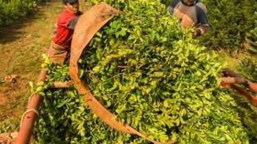 Economías regionales: subió el consumo y la exportación de yerba