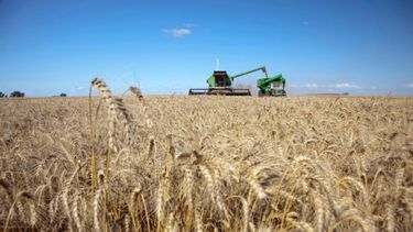 Podrían reforzar el fideicomiso de trigo ante tensiones del precio internacional