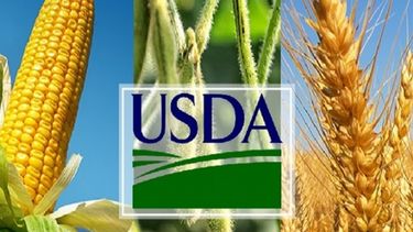 USDA suba su pronóstico sobre reservas de maíz y trigo en Estados Unidos