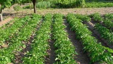 Banco Provincia asiste a la producción local de papas