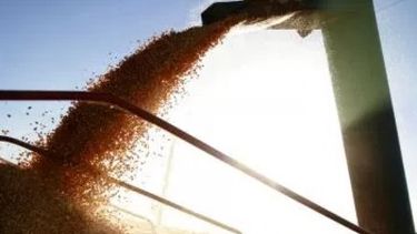 Riesgos de las PYMES que muelen soja