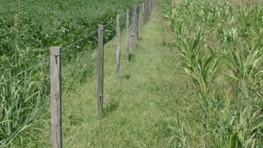 Este clima otoñal da lugar a la proliferación de malezas en el campo