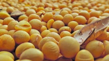 Aprueban la primera importación de soja desde Estados Unidos