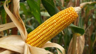 Advierten sobre nuevas enfermedades en el maíz de la zona núcleo