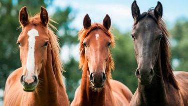 El sector equino de Argentina dice presente en Qatar