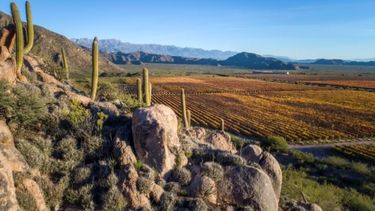 Camino a los 30 años de existencia, WofA hace un balance del 2022