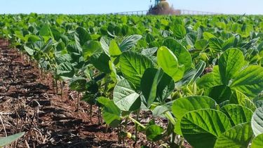 El área sembrada con soja volverá a crecer tras seis años