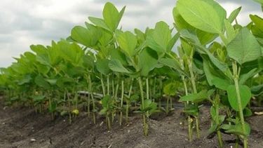 Autorizaron nuevo cultivo biotecnológico de soja