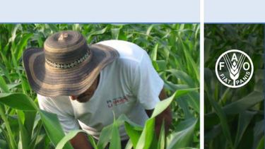 La inflación alimentaria fue 24 por ciento en los países afectados por ébola