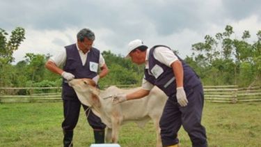 La fiebre aftosa ya no es una problema en la Patagonia