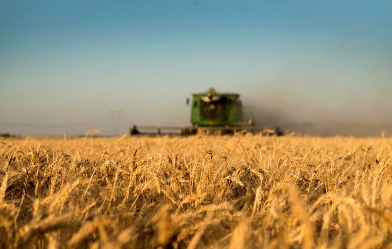 USDA redujo sus expectativas sobre las producciones de soja y trigo