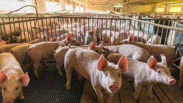 La producción porcina creció más de un 8% y las exportaciones marcaron un récord