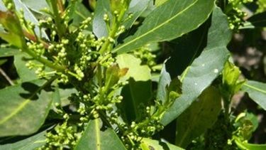 La hoja de yerba mate sufre un aumento cercano al 6 por ciento