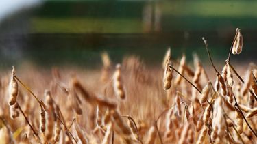 Los dólares del campo que se perdieron en el año.