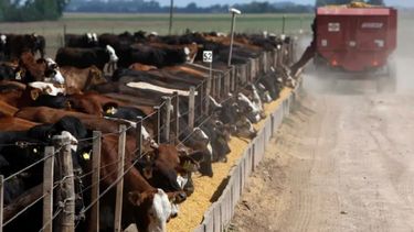 Continúa en alza la faena de hacienda vacuna