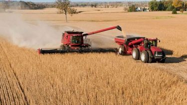 Avizoran un posible recorte en la producción actual de granos