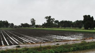 Las lluvias afectaron a 250 mil hectáreas de trigo en Buenos Aires