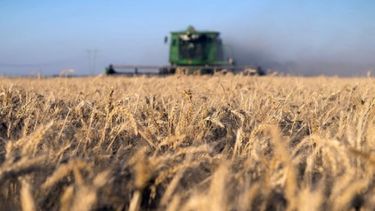 Las lluvias favorecieron los cultivos de trigo en Santa Fe