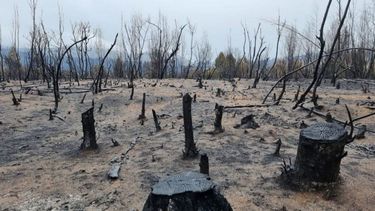 Declararon la emergencia agropecuaria en Chubut